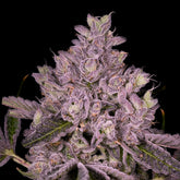 Slapz Seeds